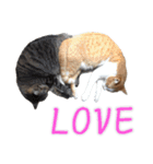 ウチのねこたち（個別スタンプ：16）