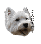 ウエスティのこうざぶろう（個別スタンプ：7）