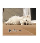ウエスティのこうざぶろう（個別スタンプ：10）
