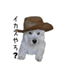 ウエスティのこうざぶろう（個別スタンプ：11）