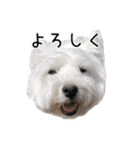 ウエスティのこうざぶろう（個別スタンプ：13）