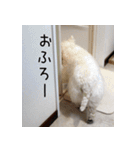 ウエスティのこうざぶろう（個別スタンプ：14）