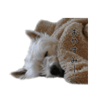 ウエスティのこうざぶろう（個別スタンプ：15）