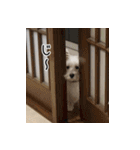 ウエスティのこうざぶろう（個別スタンプ：18）