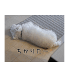ウエスティのこうざぶろう（個別スタンプ：25）
