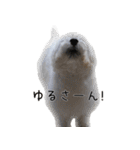 ウエスティのこうざぶろう（個別スタンプ：33）