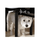 ウエスティのこうざぶろう（個別スタンプ：34）
