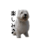 ウエスティのこうざぶろう（個別スタンプ：37）
