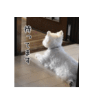 ウエスティのこうざぶろう（個別スタンプ：39）
