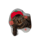 ニャンズすたんぷ（個別スタンプ：5）