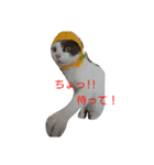 ニャンズすたんぷ（個別スタンプ：7）