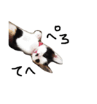 KIKI ^._.^（個別スタンプ：1）