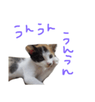 KIKI ^._.^（個別スタンプ：4）