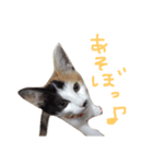 KIKI ^._.^（個別スタンプ：6）