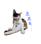 KIKI ^._.^（個別スタンプ：9）