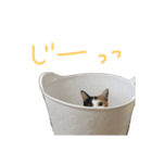 KIKI ^._.^（個別スタンプ：11）
