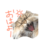 優雅な猫おこめ（個別スタンプ：1）