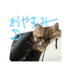 優雅な猫おこめ（個別スタンプ：2）