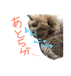 優雅な猫おこめ（個別スタンプ：3）