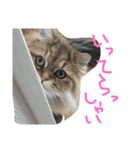 優雅な猫おこめ（個別スタンプ：4）