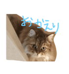優雅な猫おこめ（個別スタンプ：5）