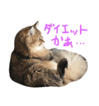 優雅な猫おこめ（個別スタンプ：6）