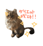 優雅な猫おこめ（個別スタンプ：7）