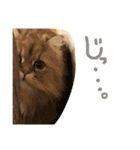 優雅な猫おこめ（個別スタンプ：9）