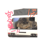 優雅な猫おこめ（個別スタンプ：10）
