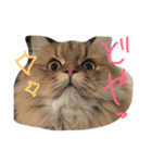 優雅な猫おこめ（個別スタンプ：11）