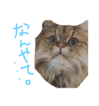 優雅な猫おこめ（個別スタンプ：12）