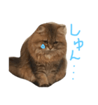 優雅な猫おこめ（個別スタンプ：13）