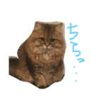 優雅な猫おこめ（個別スタンプ：14）