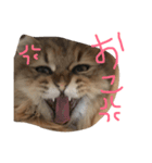 優雅な猫おこめ（個別スタンプ：15）