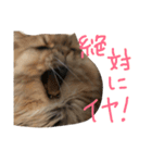 優雅な猫おこめ（個別スタンプ：16）