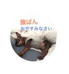 ぺこわん（個別スタンプ：2）