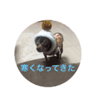 ぺこわん（個別スタンプ：3）