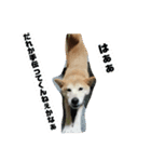 柴犬☆茶々の日常 パート2（個別スタンプ：2）