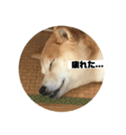 柴犬☆茶々の日常 パート2（個別スタンプ：4）