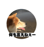 柴犬☆茶々の日常 パート2（個別スタンプ：5）