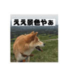 柴犬☆茶々の日常 パート2（個別スタンプ：6）