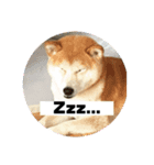 柴犬☆茶々の日常 パート2（個別スタンプ：8）