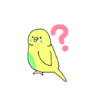 黄色インコの日常スタンプ（個別スタンプ：12）