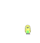 黄色インコの日常スタンプ（個別スタンプ：16）