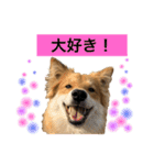 癒し犬ココ 家族の会話（個別スタンプ：8）