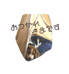 ちびとこはく（個別スタンプ：6）