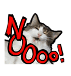 うちの猫ブルー（個別スタンプ：1）