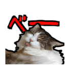 うちの猫ブルー（個別スタンプ：2）