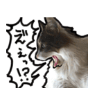 うちの猫ブルー（個別スタンプ：3）