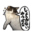 うちの猫ブルー（個別スタンプ：4）